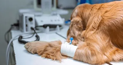 Переломы у собак - лечение и симптомы