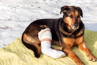 Перелом лапы у собаки: симптомы, лечение и реабилитация | Hill's Pet