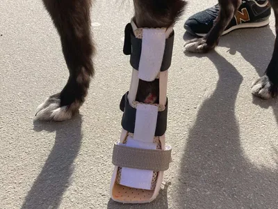 Переломы лап у собаки шахтинцы пытались лечить салфетками и картоном