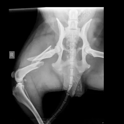 Перелом лапы у кота - лечение, признаки | Сеть ветеринарных клиник «Ветус»