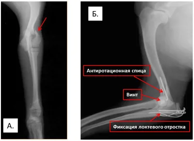 Собака лижет лапы: причины и симптомы болезни читать на Еxomania