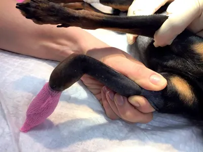 Перелом предплечья у миниатюрных пород собак - Ветеринарный Центр «Прайд»