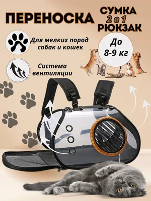 Сумка - переноска для кошек и собак мелких пород прозрачная/ рюкзак для  переноски животных - купить с доставкой по выгодным ценам в  интернет-магазине OZON (891216399)