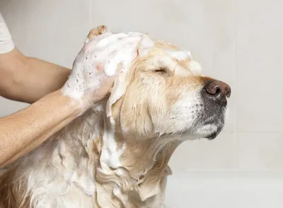 Как ухаживать за шерстью собаки - как вычесывать, стричь и купать