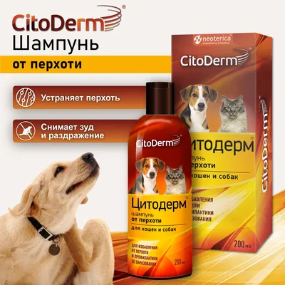 Перхоть у собак - причины сухости кожи | Royal Canin UA