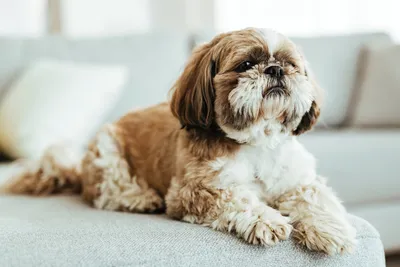 Перхоть у собак: причины и лечение | Hill's Pet