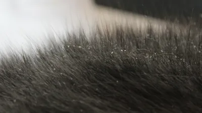 Спрей для домашних животных от перхоти, псориаза, зуда, выпадения волос |  AliExpress