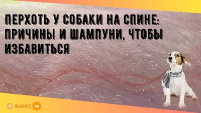 Хейлетиеллез у собак. Что это такое и как его лечить?