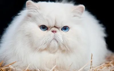 Персидский белый кот фото 