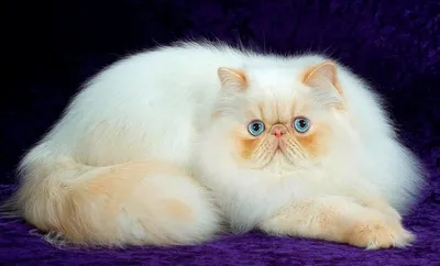Белый персидский кот на кресле. Пух…» — создано в Шедевруме