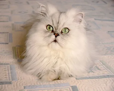 Персидская кошка: описание породы, фото, характеристики, правила ухода и  содержания - Petstory