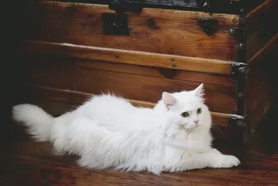 Белый персидский кот с голубыми глазами - 77 фото
