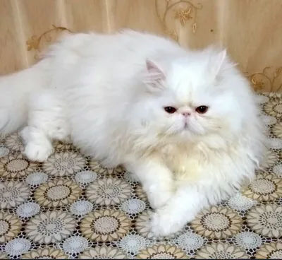 Vintage Lefton Persian White Cat/Kitten #1517 With Blue Eyes | eBay