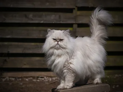 Белый персидский кот с голубыми глазами - 77 фото