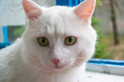 белый кот :: котёнок :: коробка :: язык / смешные картинки и другие  приколы: комиксы, гиф анимация, видео, лучший интеллектуальный юмор.