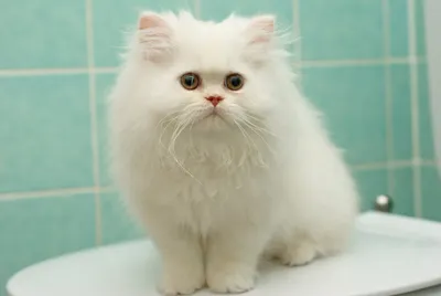 белый персидский кот, персидский кот мейн кун бирман котенок домашнее  животное, персидский, млекопитающее, животные, кошка png | PNGWing