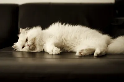 Персидский белый кот стоковое фото. изображение насчитывающей различно -  106972332