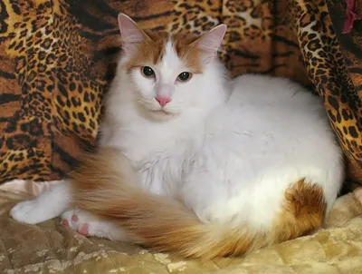 Картина с котёнком \"Персик\" Персидский котёнок. Кошки в интернет-магазине  Ярмарка Мастеров по цене 2500 ₽ – OALTARU | Картины, Самара - доставка по  России
