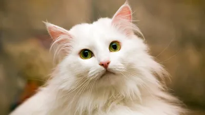 Мягкая игрушка Большой белый пушистый персидский кот, длина 63 см. купить в  интернет магазине Королева Игрушек в Москве и России, цена, фото, отзывы