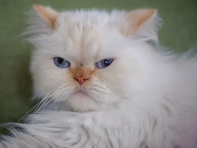 Мягкая игрушка Hansa Персидский кот Табби серый с белым 38 см купить в  Москве, СПб, Новосибирске по низкой цене