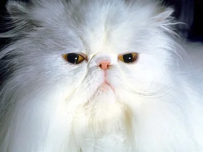 Белый пушистый персидский кот с …» — создано в Шедевруме