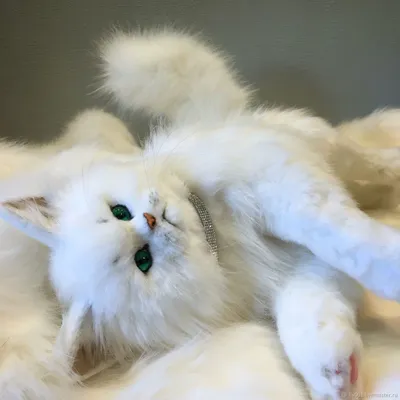 Создать мем \"белый перс котенок, персидские котята, персидская кошка\" -  Картинки - Meme-arsenal.com