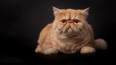 Персидский кот экстремал фото 