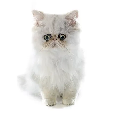 Персидский кот, самец, экстремальный …» — создано в Шедевруме