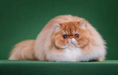 Персидская кошка: описание породы и характера, фото
