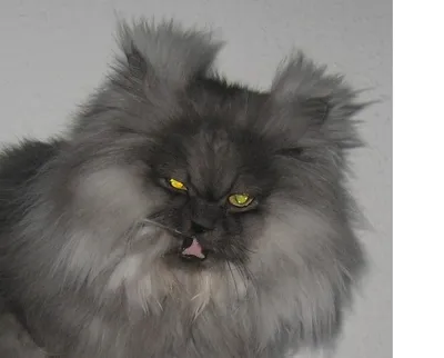 Персидский кот экстремал фото фотографии
