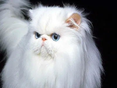 Фотогалерея \"Персы и экзоты\" - \"Персидская кошка, черепаховый окрас\" - Фото  породистых и беспородных кошек и котов.