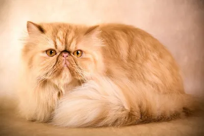 Персидский кот экстремал - 79 фото
