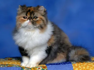 Персидская экстремальная кошка - 74 фото