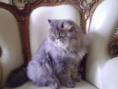 Недовольный персидский кот - 76 фото