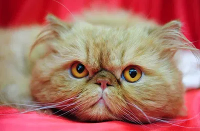 Персидская кошка 🐈 фото, описание персов, характер, уход, стандарты, вес,  окрас, история, кормление