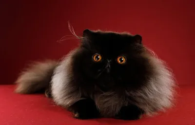 Персидская кошка: история, стандарты, характер, содержание | ЗооПассаж |  Дзен