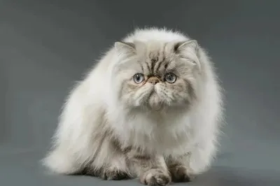 Породы кошек с круглыми глазами: персы и шартрезы - Кот, пёс и я