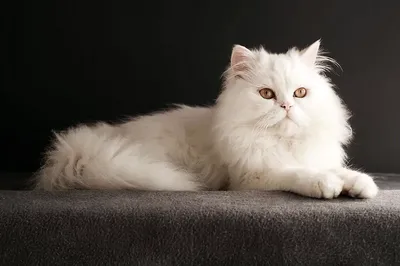 Персидская кошка - все о кошке, 6 минусов и 6 плюсов породы