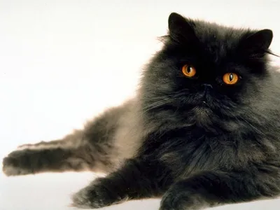 Персидская кошка: описание, 30+ фото, характер и содержание