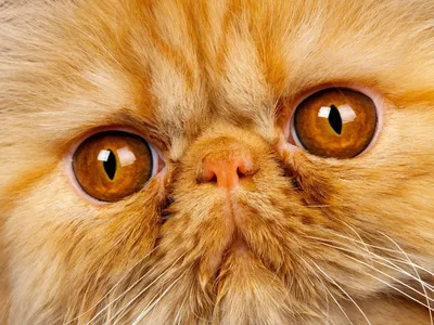 Кошки персы (52 лучших фото)