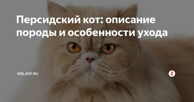Парикмахерская для кошек в Санкт-Петербурге: 93 грумер со средним рейтингом  4.8 с отзывами и ценами на Яндекс Услугах.