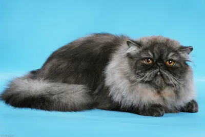 Персидский кот экзот» — создано в Шедевруме