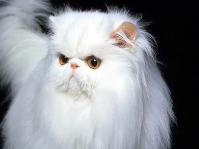 Фотогалерея \"Персы и экзоты\" - \"Персидский кот \" - Фото породистых и  беспородных кошек и котов.