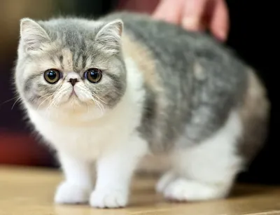 Персидский кот экзот фото 