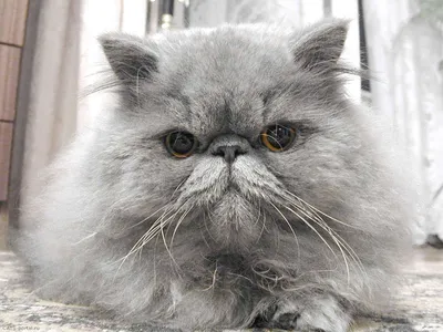 Персидский гладкошерстный кот - 73 фото