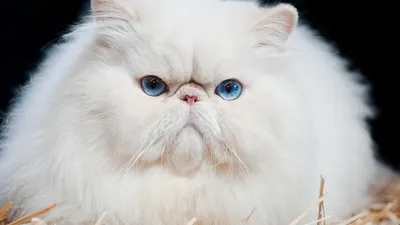 Персидский кот Shorthair экзотический арлекин цвета. Белый и красный  молодой сон кота на деревянном подоконнике Стоковое Фото - изображение  насчитывающей смешно, цвет: 174737222
