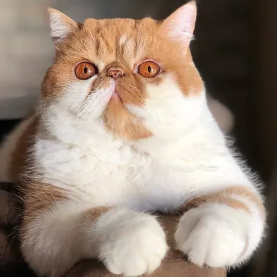 Персидская кошка: чем кормить, особенности породы и ухода -  Интернет-зоомагазин Korm
