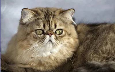 Персидский кот по кличке Луи / персидский кот :: котяра / смешные картинки  и другие приколы: комиксы, гиф анимация, видео, лучший интеллектуальный  юмор.