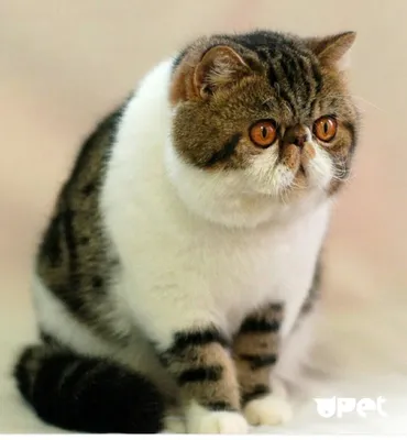 Персидский рыжий кот,экзот,Маркиз…» — создано в Шедевруме