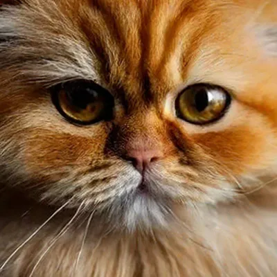 Персидский кот Shorthair экзотический арлекин цвета. Белый и красный  молодой сон кота на деревянном подоконнике Стоковое Фото - изображение  насчитывающей прелестное, млекопитающее: 174737176